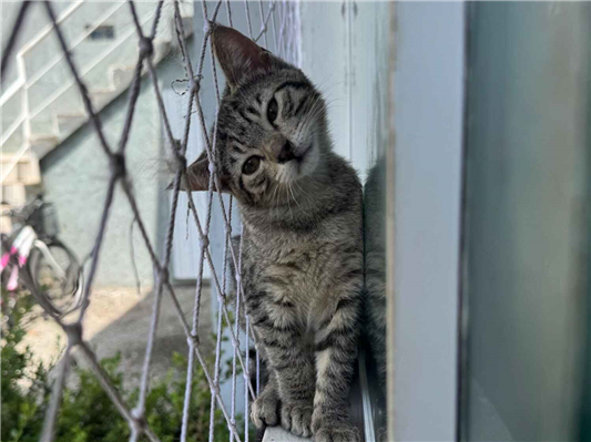 Gato para adoção Ambos Pequeno 2 a 6 meses
