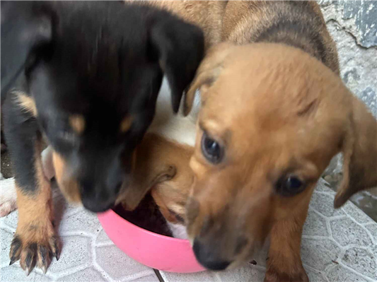 Cachorro cão para adoção Ambos Pequeno Abaixo de 2 meses 