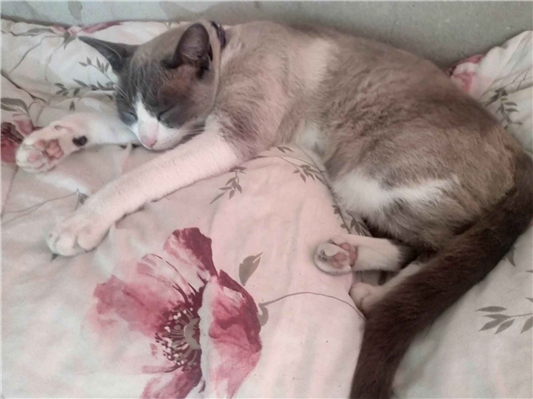 Gato para adoção Fêmea Pequeno 7 a 11 meses