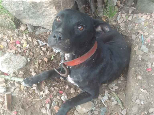 Cachorro cão para adoção Macho Médio  1 ano 