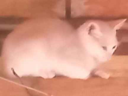 Gato para adoção Ambos Médio 1 ano