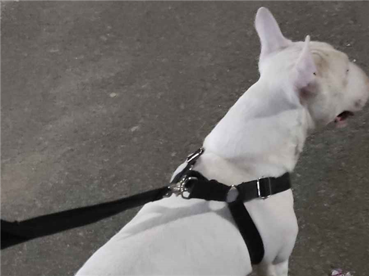 Cachorro cão para adoção Macho Médio  7 a 11 meses 