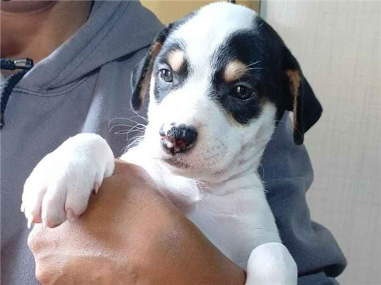Cachorro cão para adoção Fêmea Médio  Abaixo de 2 meses 
