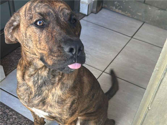 Cachorro cão para adoção Macho Médio  1 ano 