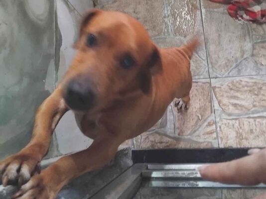 Cachorro cão para adoção Macho Pequeno 4 anos 