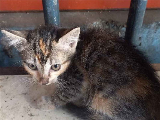 Gato para adoção Fêmea Pequeno Abaixo de 2 meses