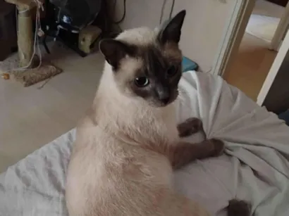 Gato Siamês Pequeno 2-anos