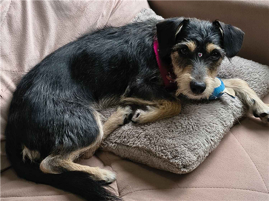 Cachorro cão para adoção Fêmea Pequeno 7 a 11 meses 