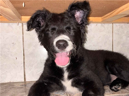Cachorro cão para adoção Macho Médio  2 a 6 meses 