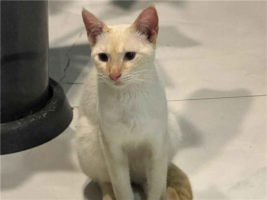 Gato - Macho Pequeno1 ano