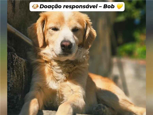 Cachorro cão para adoção Macho Médio  6 anos Acima 