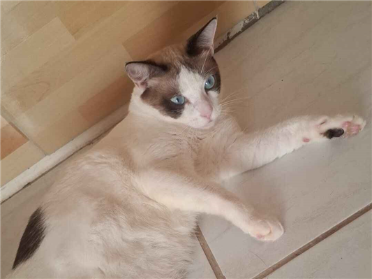 Gato para adoção Macho Médio 1 ano