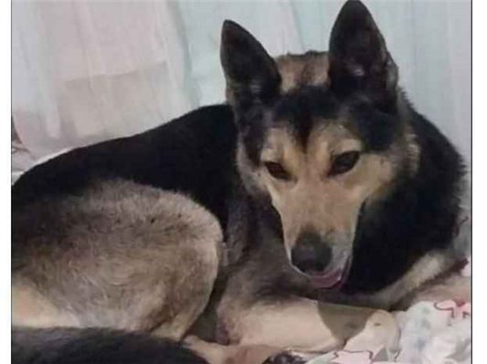 Cachorro cão para adoção Macho Grande 5 anos 