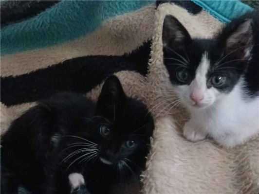 Gato para adoção Ambos Pequeno 2 a 6 meses