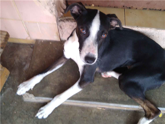 Cachorro cão para adoção Fêmea Médio  7 a 11 meses 