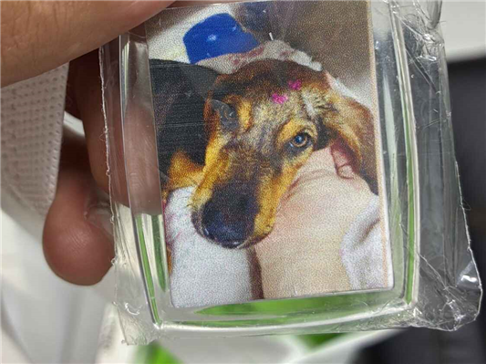 Cachorro cão para adoção Fêmea Médio  2 a 6 meses 