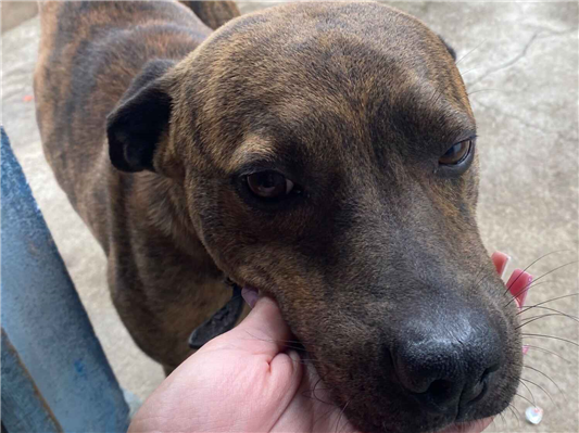 Cachorro cão para adoção Macho Médio  3 anos 