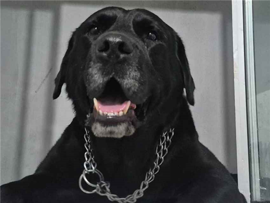 Cachorro cão para adoção Macho Grande 4 anos 