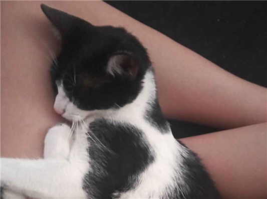 Gato para adoção Macho Médio 2 a 6 meses