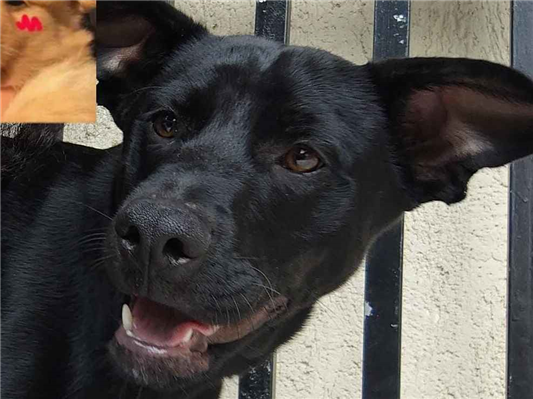 Cachorro cão para adoção Fêmea Médio  7 a 11 meses 