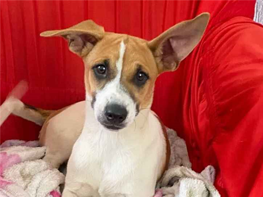 Cachorro cão para adoção Fêmea Médio  7 a 11 meses 