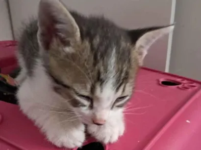 Gato SRD-ViraLata Pequeno 2-a-6-meses