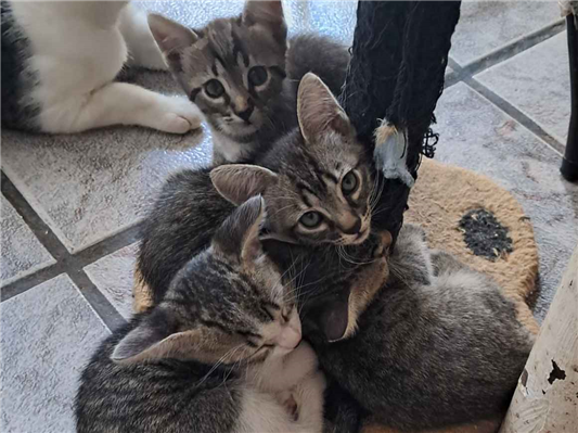 Gato para adoção Macho Pequeno 2 a 6 meses