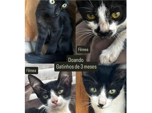 Gato para adoção Ambos Pequeno 2 a 6 meses