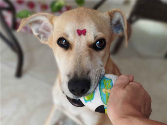 Cachorro cão para adoção Fêmea Médio  2 a 6 meses 