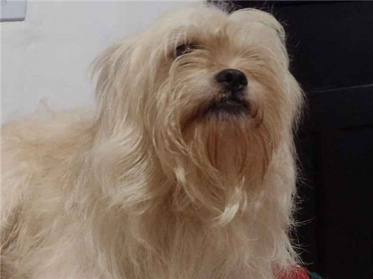 Cachorro cão para adoção Macho Pequeno 3 anos 