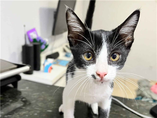 Gato para adoção Macho Pequeno Abaixo de 2 meses