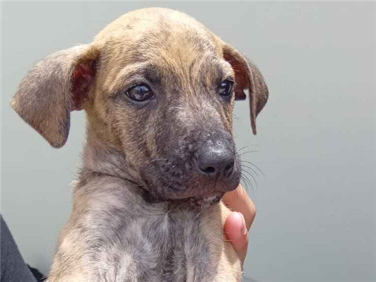 Cachorro cão para adoção Ambos Médio  Abaixo de 2 meses 