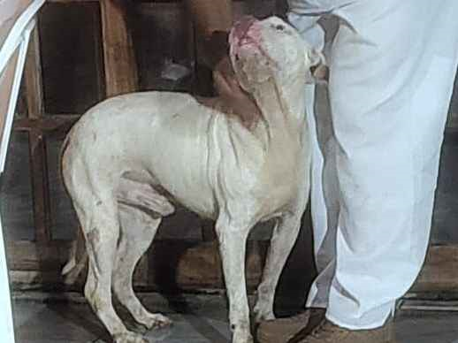 Cachorro cão para adoção Macho Médio  5 anos 