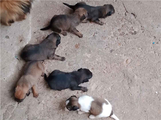 Cachorro cão para adoção Ambos Médio  2 a 6 meses 