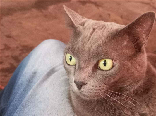 Gato para adoção Fêmea Grande 4 anos
