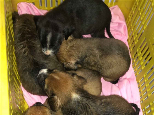 Cachorro cão para adoção Ambos Médio  Abaixo de 2 meses 