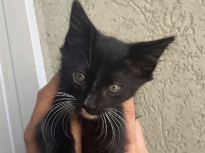 Gato SRD-ViraLata Pequeno 2-a-6-meses