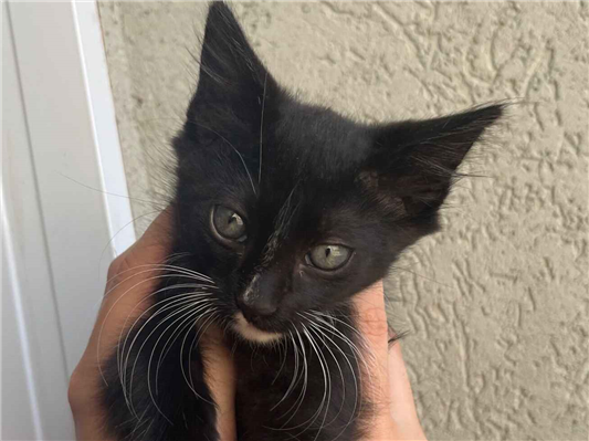 Gato para adoção Macho Pequeno 2 a 6 meses