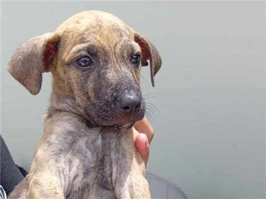 Cachorro cão para adoção Fêmea Médio  Abaixo de 2 meses 