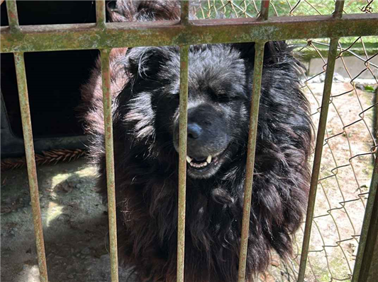 Cachorro cão para adoção Fêmea Médio  4 anos 