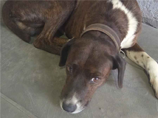 Cachorro cão para adoção Macho Médio  6 anos Acima 