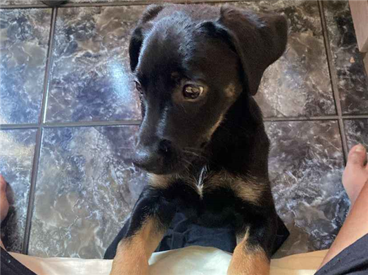 Cachorro cão para adoção Fêmea Médio  2 a 6 meses 