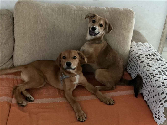 Cachorro cão para adoção Macho Médio  2 a 6 meses 