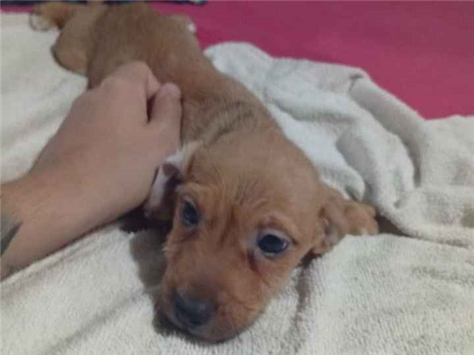 Cachorro cão para adoção Macho Pequeno 2 a 6 meses 