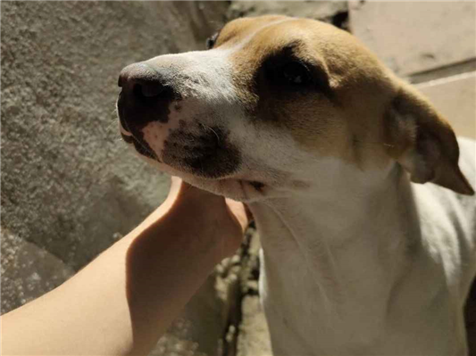 Cachorro cão para adoção Fêmea Médio  1 ano 