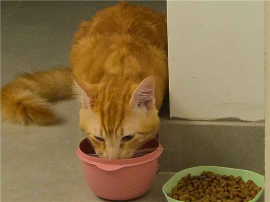 Gato para adoção Macho Médio 1 ano