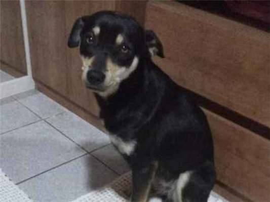 Cao Procura-Perdido Fêmea Médio 5 anos 