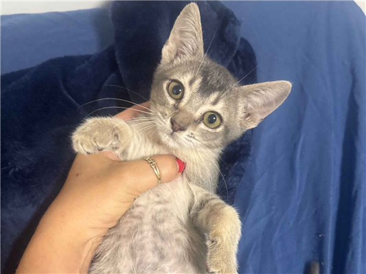 Gato para adoção Macho Pequeno Abaixo de 2 meses