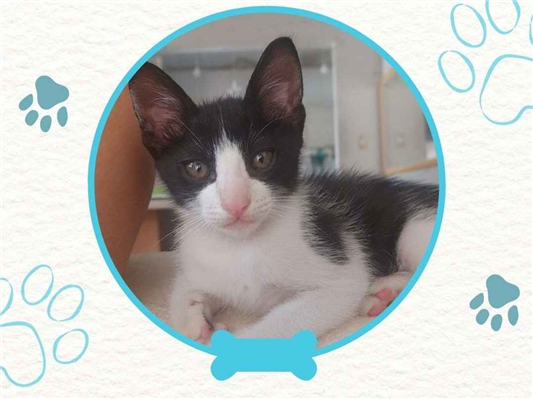 Gato para adoção Macho Pequeno 2 a 6 meses