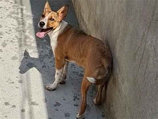 Cachorro cão para adoção Fêmea Médio  1 ano 